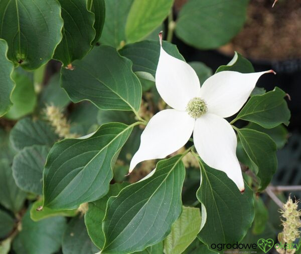 DEREŃ KOUSA WEISSE FONTAINE Cornus cousa