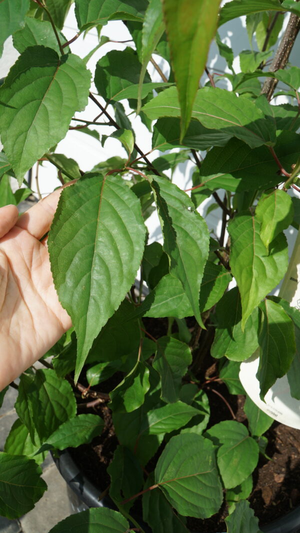 STACHIUREK CHIIŃSKI CELINA Stachyurus chinensis