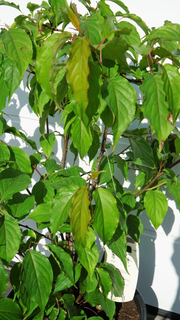 STACHIUREK CHIIŃSKI CELINA Stachyurus chinensis