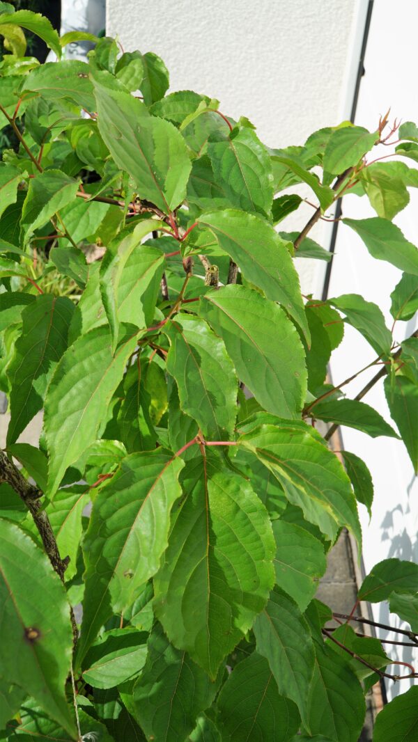 STACHIUREK CHIIŃSKI CELINA Stachyurus chinensis