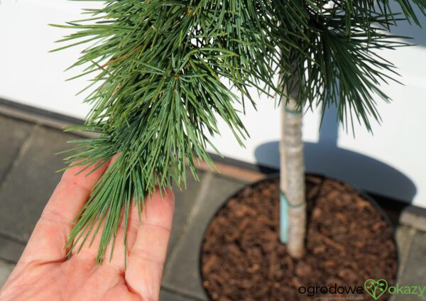 CEDR LIBAŃSKI HEDGEHOG Cedrus Libani