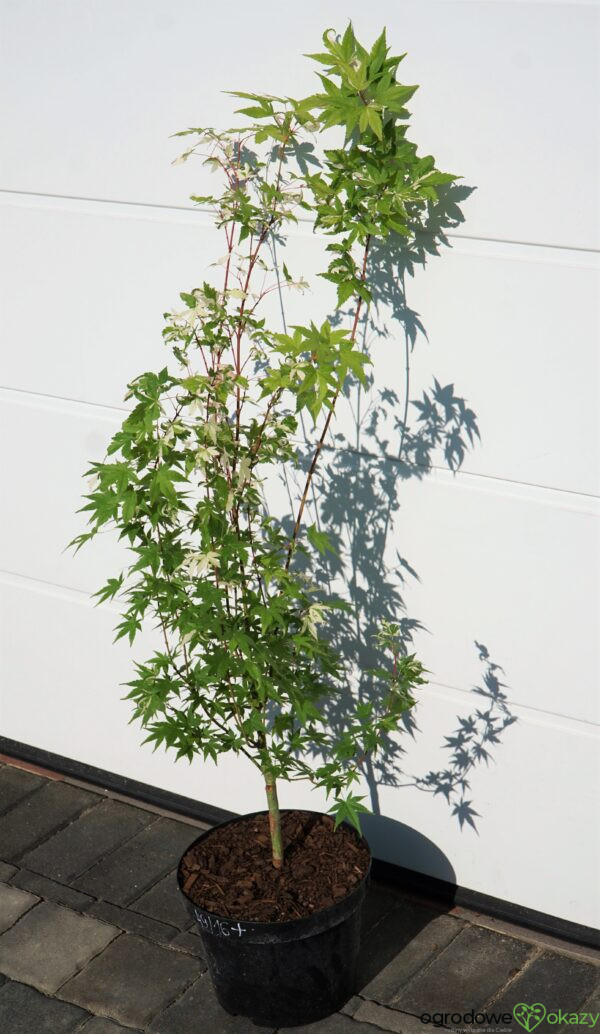 KLON PALMOWY MARDI GRAS Acer Palmatum