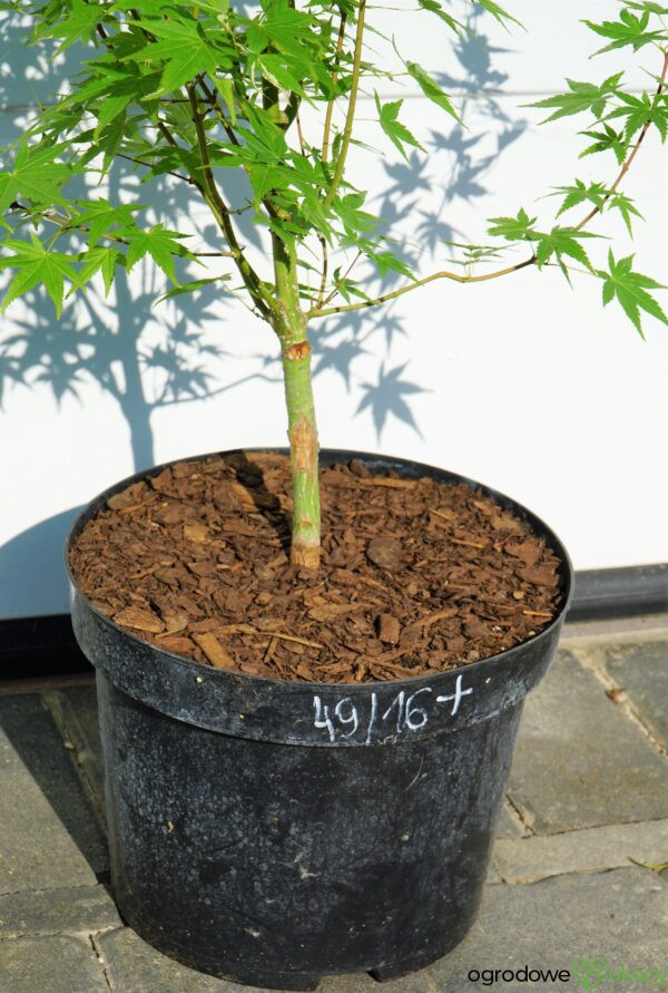 KLON PALMOWY MARDI GRAS Acer Palmatum