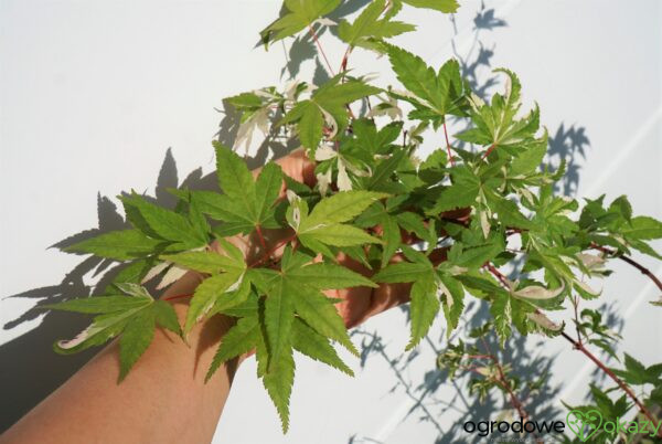 KLON PALMOWY MARDI GRAS Acer Palmatum