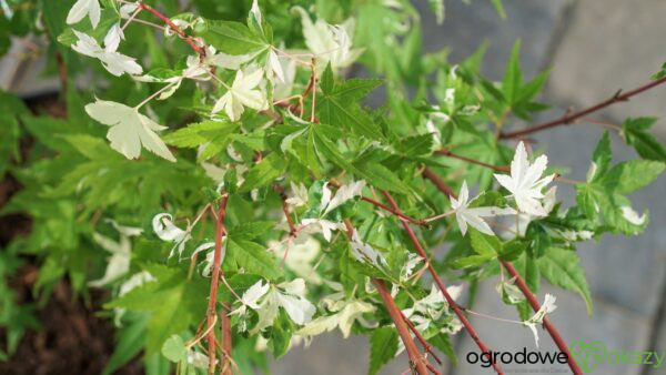 KLON PALMOWY MARDI GRAS Acer Palmatum