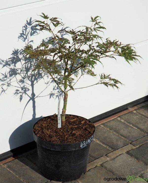 KLON PALMOWY MANYO NO SATO Acer palmatum