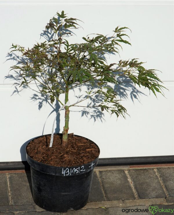 KLON PALMOWY MANYO NO SATO Acer palmatum