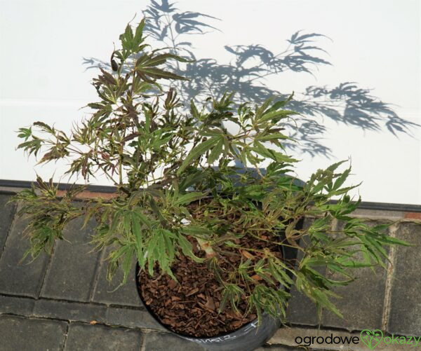 KLON PALMOWY MANYO NO SATO Acer palmatum