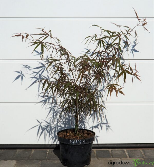 KLON PALMOWY HUPP'S RED WILLOW Acer palmatum