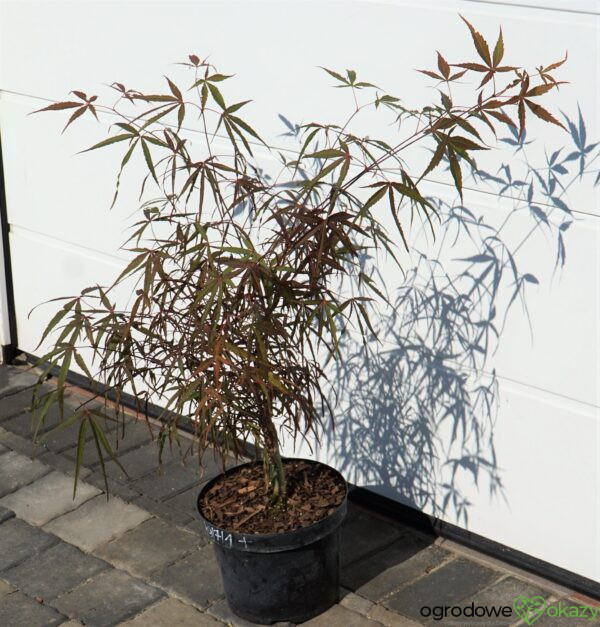 KLON PALMOWY HUPP'S RED WILLOW Acer palmatum