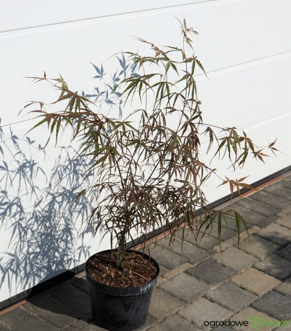 KLON PALMOWY HUPP'S RED WILLOW Acer palmatum