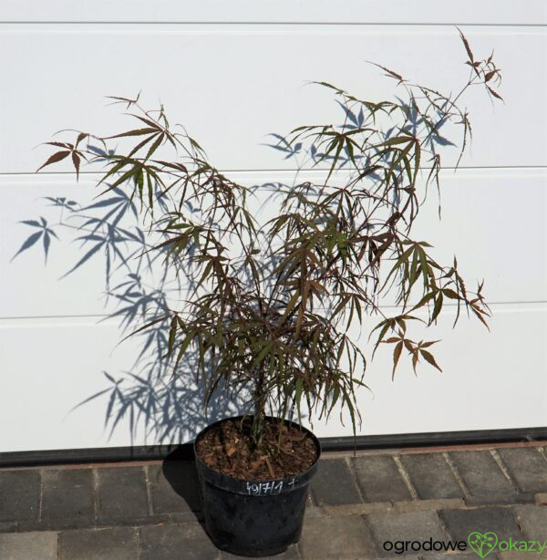 KLON PALMOWY HUPP'S RED WILLOW Acer palmatum