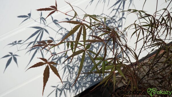 KLON PALMOWY HUPP'S RED WILLOW Acer palmatum