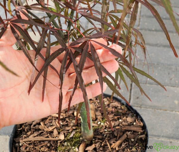 KLON PALMOWY HUPP'S RED WILLOW Acer palmatum