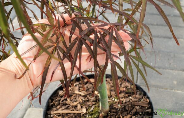 KLON PALMOWY HUPP'S RED WILLOW Acer palmatum