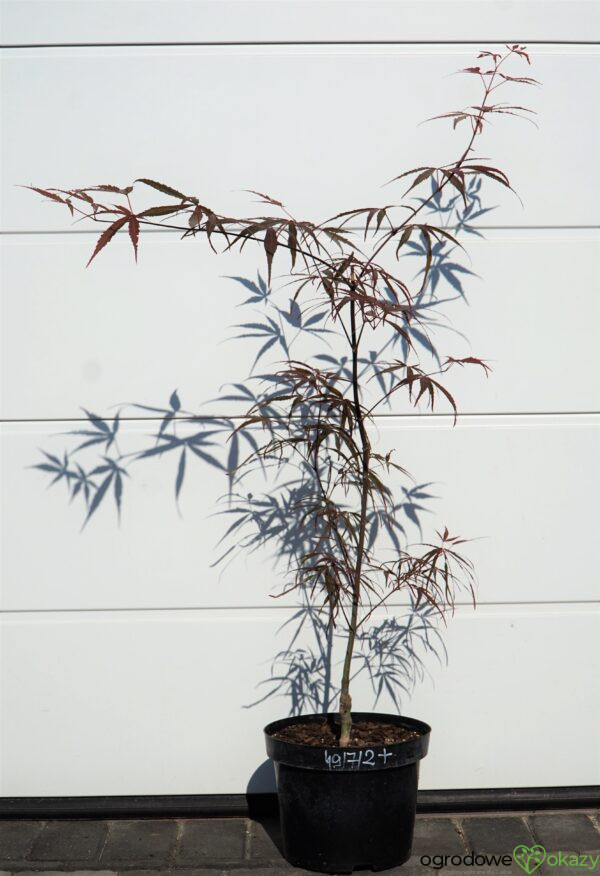 KLON PALMOWY HUPP'S RED WILLOW Acer palmatum