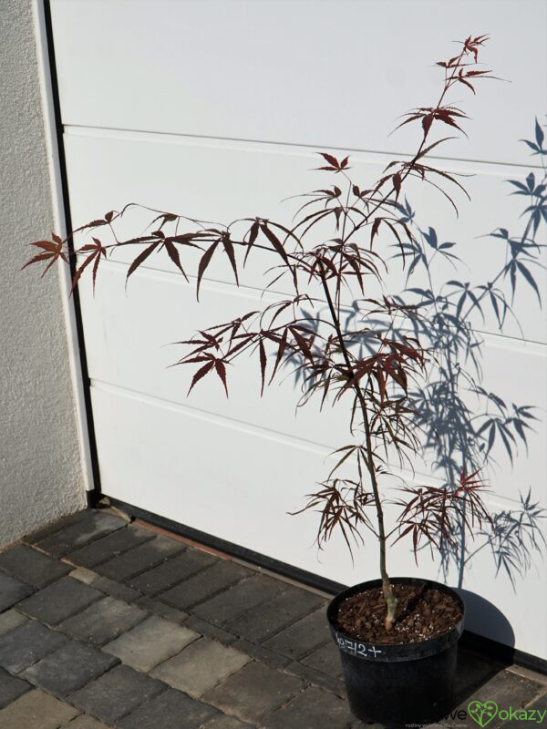 KLON PALMOWY HUPP'S RED WILLOW Acer palmatum