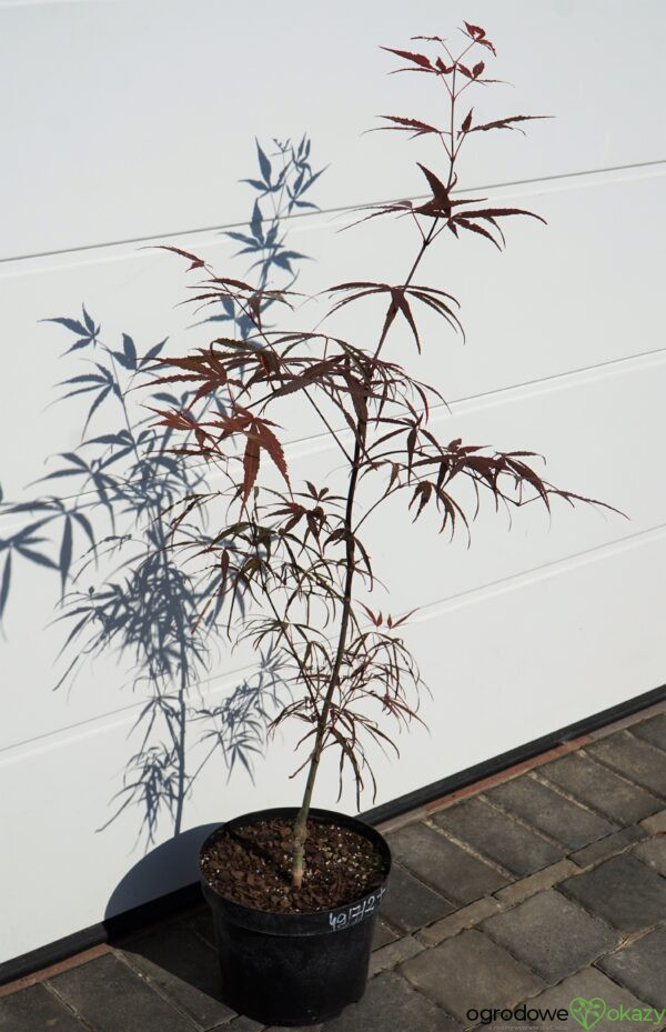 KLON PALMOWY HUPP'S RED WILLOW Acer palmatum