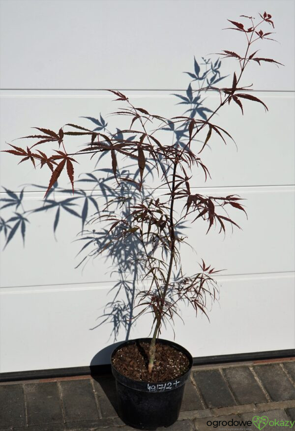 KLON PALMOWY HUPP'S RED WILLOW Acer palmatum