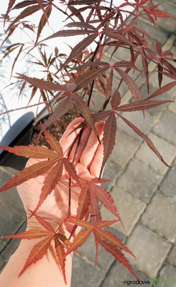 KLON PALMOWY HUPP'S RED WILLOW Acer palmatum