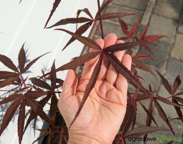 KLON PALMOWY HUPP'S RED WILLOW Acer palmatum