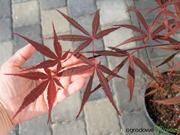 KLON PALMOWY HUPP'S RED WILLOW Acer palmatum