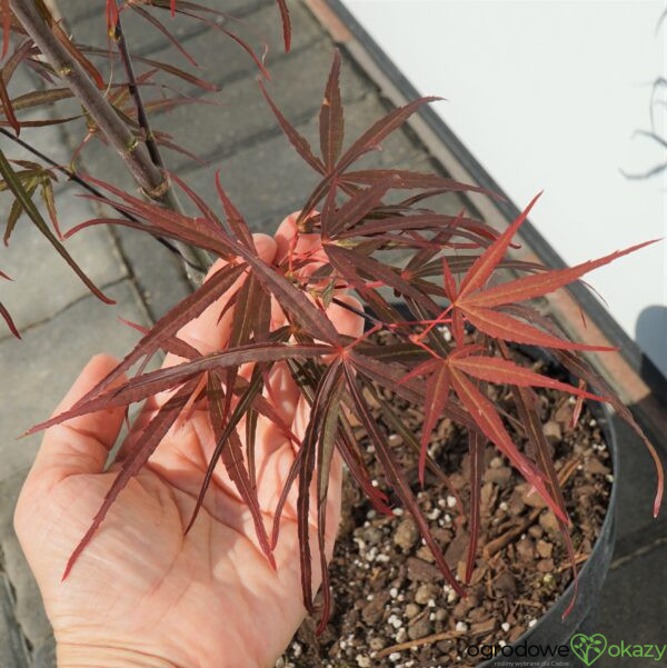 KLON PALMOWY HUPP'S RED WILLOW Acer palmatum