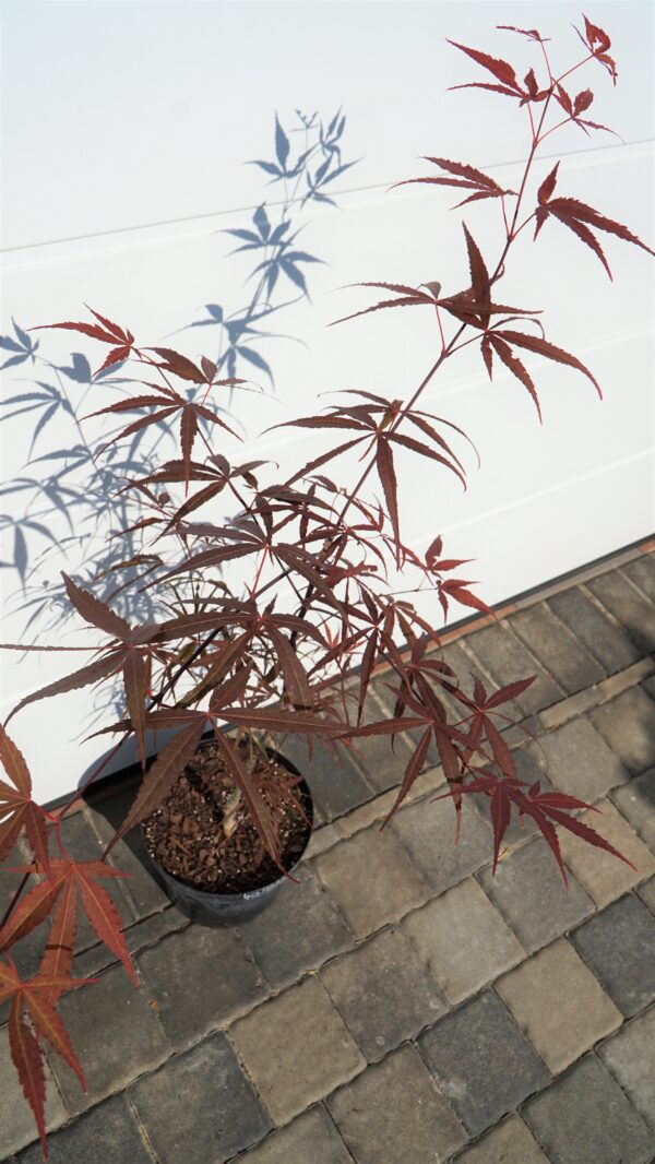 KLON PALMOWY HUPP'S RED WILLOW Acer palmatum