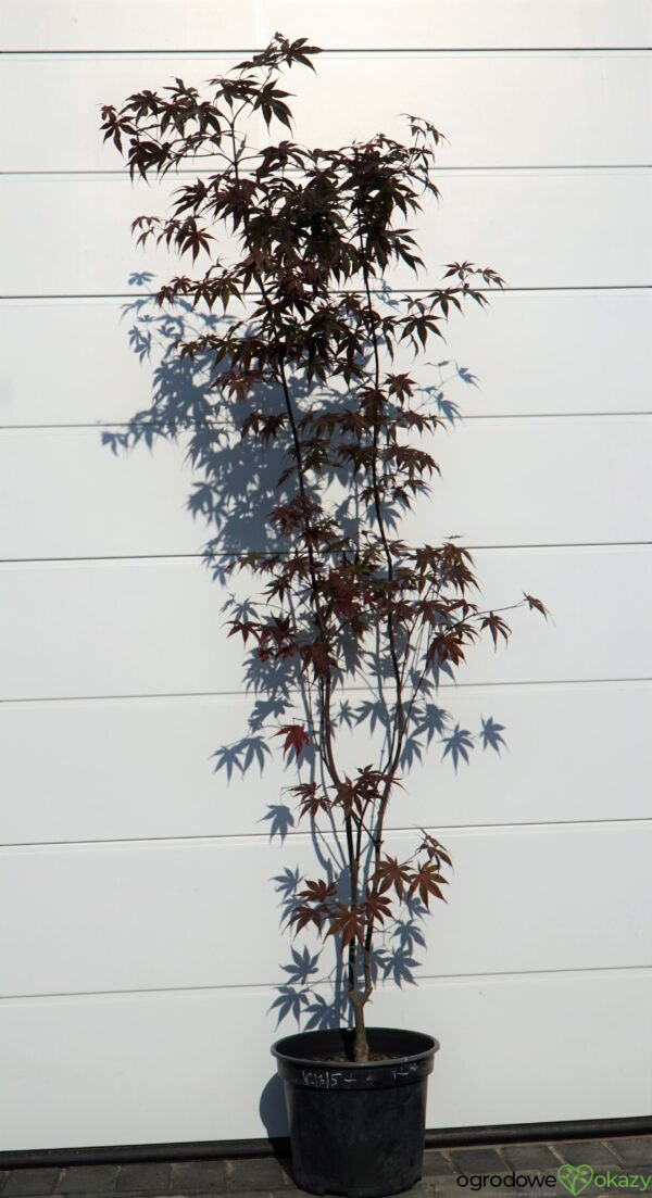 KLON PALMOWY BLOODGOOD Acer palmatum