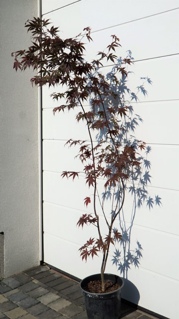 KLON PALMOWY BLOODGOOD Acer palmatum