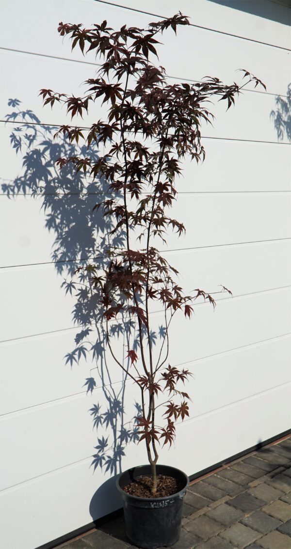 KLON PALMOWY BLOODGOOD Acer palmatum