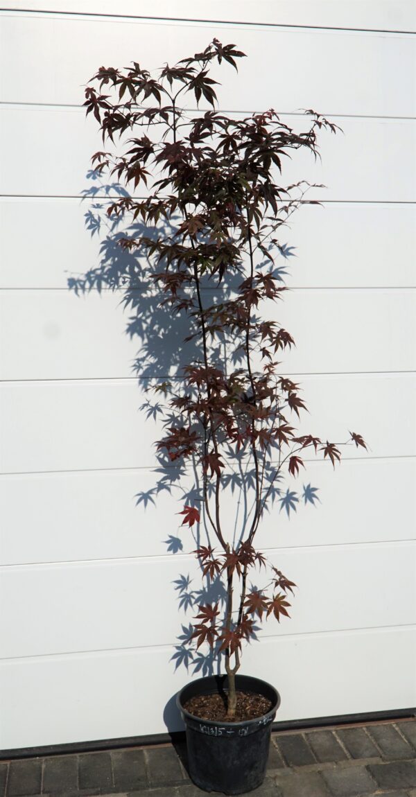 KLON PALMOWY BLOODGOOD Acer palmatum