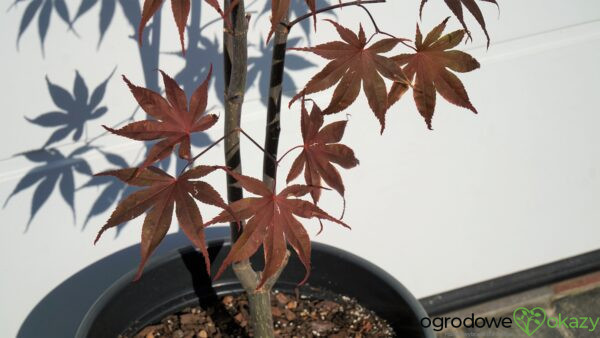 KLON PALMOWY BLOODGOOD Acer palmatum