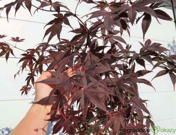 KLON PALMOWY BLOODGOOD Acer palmatum