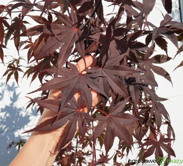 KLON PALMOWY BLOODGOOD Acer palmatum