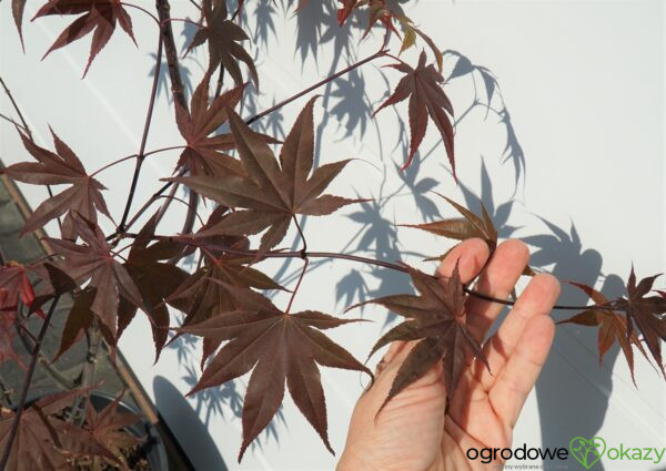 KLON PALMOWY BLOODGOOD Acer palmatum