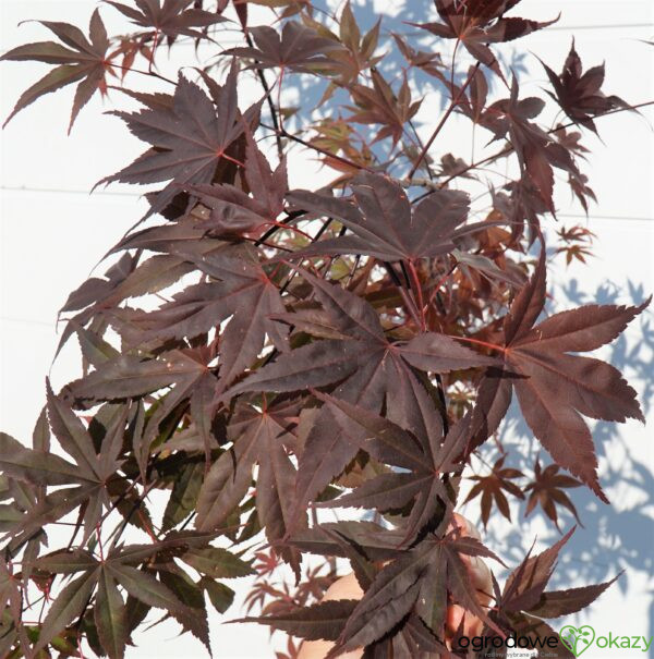 KLON PALMOWY BLOODGOOD Acer palmatum