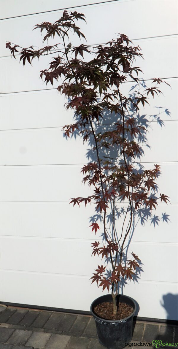 KLON PALMOWY BLOODGOOD Acer palmatum