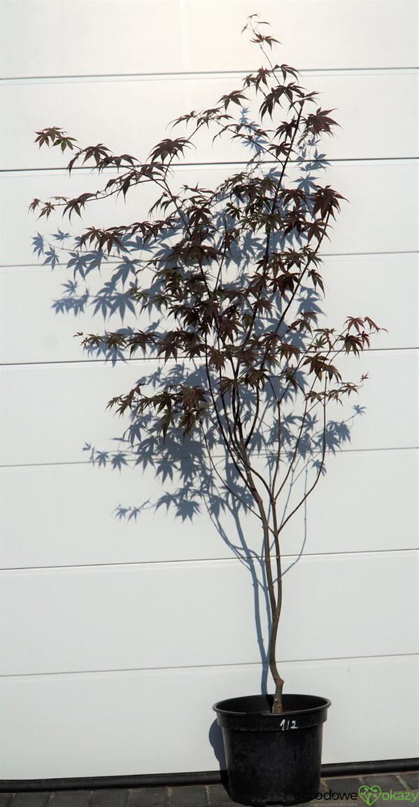 KLON PALMOWY BLOODGOOD Acer palmatum