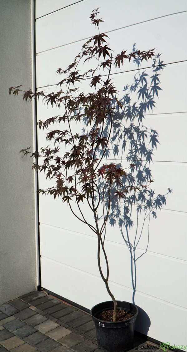 KLON PALMOWY BLOODGOOD Acer palmatum