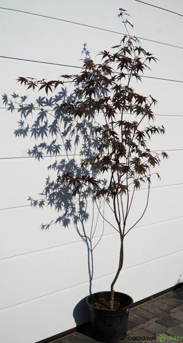 KLON PALMOWY BLOODGOOD Acer palmatum