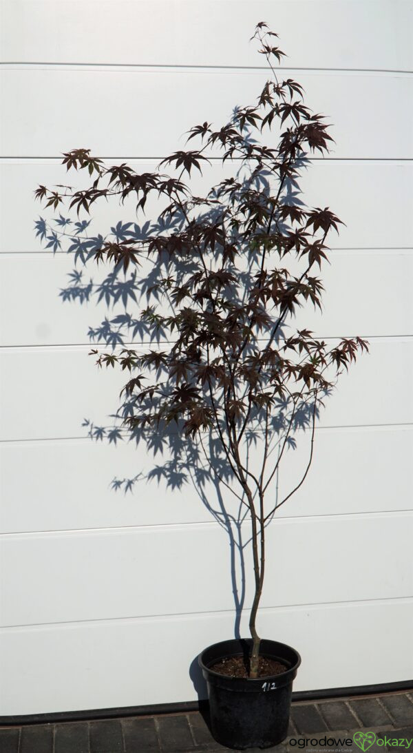 KLON PALMOWY BLOODGOOD Acer palmatum