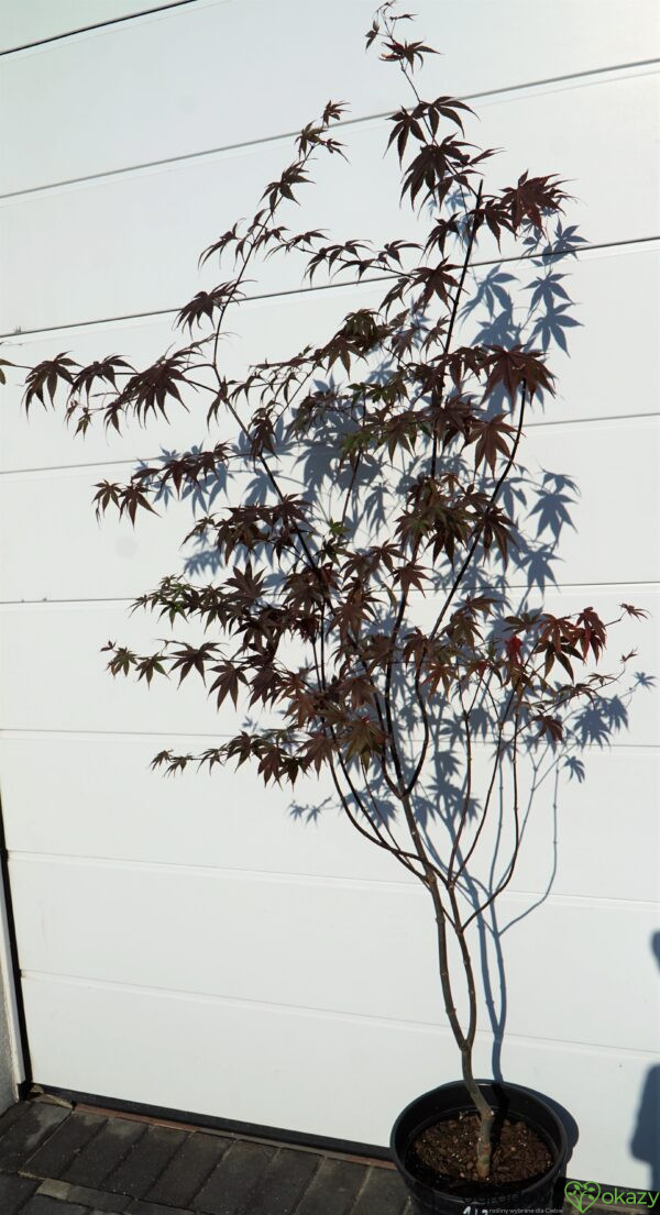 KLON PALMOWY BLOODGOOD Acer palmatum