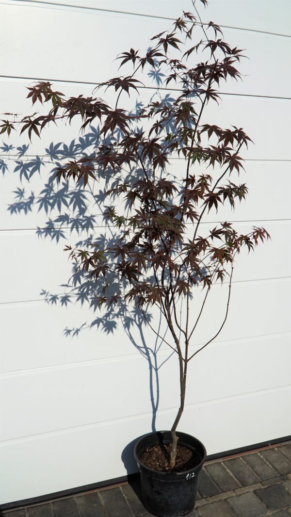 KLON PALMOWY BLOODGOOD Acer palmatum