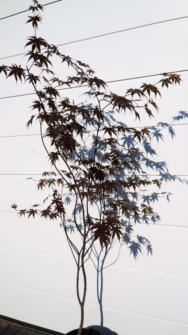 KLON PALMOWY BLOODGOOD Acer palmatum