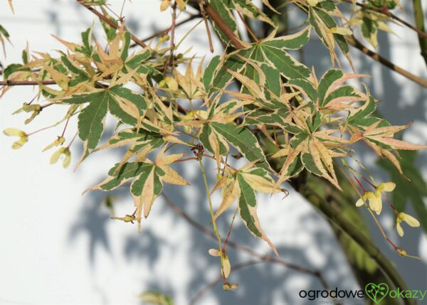 KLON PALMOWY BENI-SHICHI-HENGE Acer palamtum