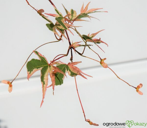 KLON PALMOWY BENI-SHICHI-HENGE Acer palamtum