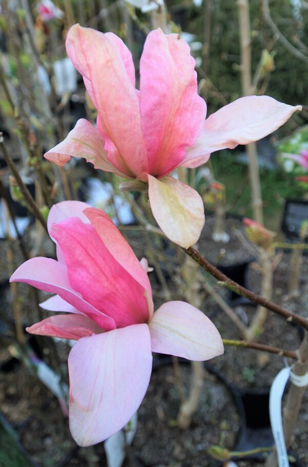 MAGNOLIA DAYBREAK