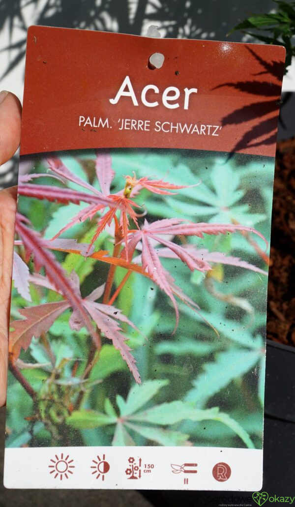 KLON PALMOWY JERRE SCHWARTZ