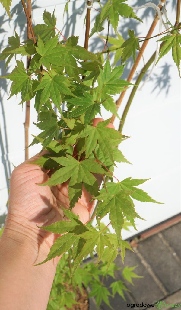 KLON PALMOWY MOMOIRO KOYASAN Acer Palmatum